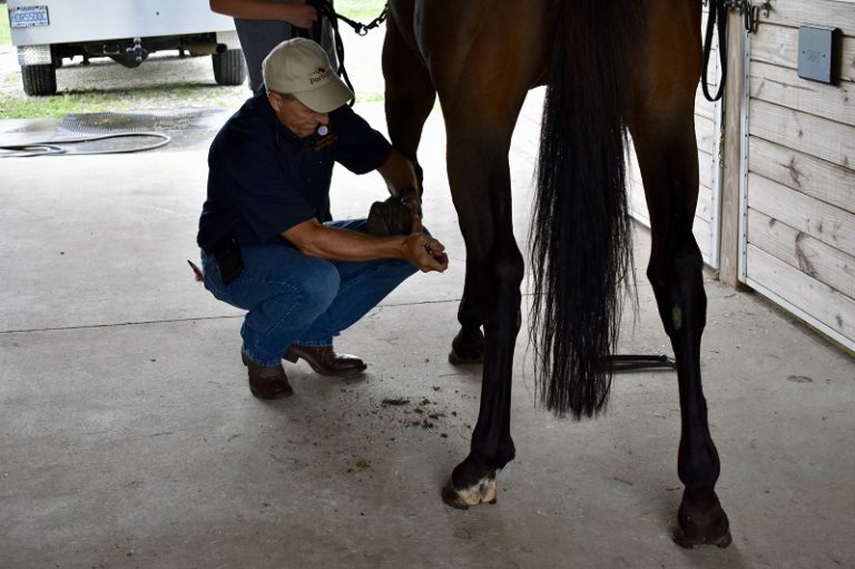 PrePurchase Exam in Wendell, NC Neuse River Equine Hospital